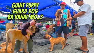 BULLMASTIFF PUPPY MADAMI NAGREHOME NITO BAKA MAUBUSAN KA [upl. by Vernen132]