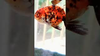 ❤️Ranchu Goldfish Update❤️  10 Sep 24 [upl. by Suirauqram]