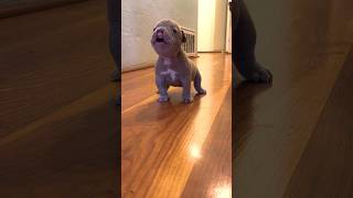 Tiny Frenchie Terrorizes His Lazy Brother l The Dodo thedodo animals dogs [upl. by Lauzon955]