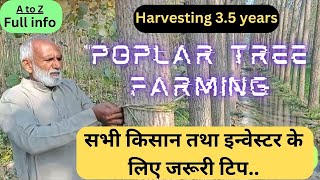 Poplar tree farming full info for beginners  Trending Nature [upl. by Zachariah]