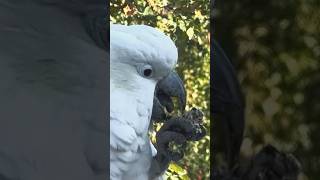 Cockatoos are Talented Birds🤩 [upl. by Assanav127]