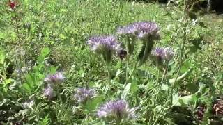 Bees on Phacelia tanacetifolia [upl. by Eelimaj]