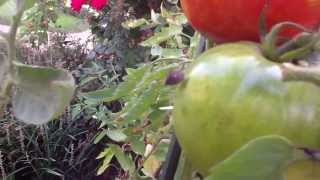 Stink Bug Eating Tomato [upl. by Nevaj237]