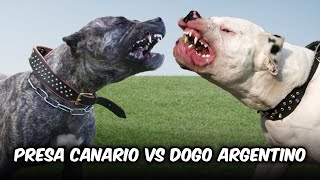 Presa Canario vs Dogo Argentino [upl. by Maltzman]