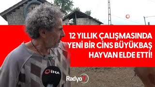 12 Yıllık Çalışmasında Yeni Bir Cins Büyükbaş Hayvan Elde Etti [upl. by Ellednahs]