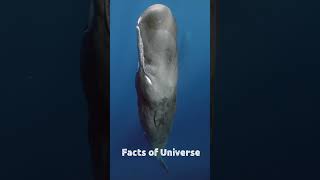 whale Why does the Sperm Whale sleep straightSperm Whale [upl. by Aketal]