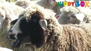 Bauernhof Tiere  Schafe  Sheep  KIDDYBOXTV [upl. by Faus707]