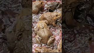 frogs frog​​​​​​fishingvideo babyanimals frogging animals amazingfish short shortsvideo 6 [upl. by Eimarrej]