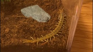 Yeni Çiyan Çiyana Teraryum Kuruyoruz Scolopendra Cingulata [upl. by Haze]