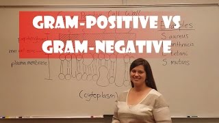 Gram Positive and Gram Negative Bacteria [upl. by Oina591]