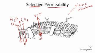 2 1 6 Selective Permeability [upl. by Eimiaj]