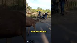 Beautiful Neelgai Road Par Aa Gai  Indian Blue Cow [upl. by Lindbom]