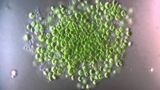 Chlorella  Chlorophyta  1250x [upl. by Aimac]