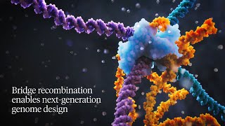 The Bridge Recombination Mechanism  Next Generation Genome Design [upl. by Sabah]