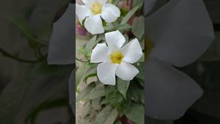 Mandevilla  Climber  flower 🤍 mandevilla climber whiteflower [upl. by Viridi804]