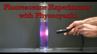 Fluorescence Experiments with Phycocyanin [upl. by Adalia984]