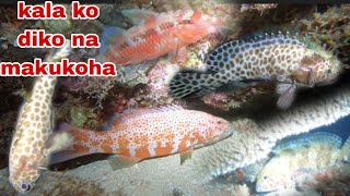 EP295 KALA KO DIKO NA MAKUKOHA NIGHT SPEAFISHING [upl. by Fontana441]