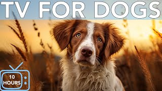 10 Hours Calming TV for Dogs Virtual Entertainment for Bored Dogs With Relaxing Music [upl. by Lucchesi622]