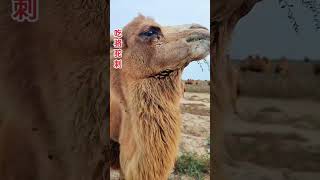 quotDISCOVER the Craziest Camel ASMR Eating Videosquot [upl. by Ailee]