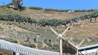 Maroc  plus de 200 migrants passent en Espagne par Melilla [upl. by Whittemore]