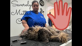 An EXTREMELY matted cat groom [upl. by Icnarf]