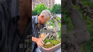 pH Balance Nutrient Requirements and Composting Methods bonsai bonsaiideas bonsaitree [upl. by Assen]