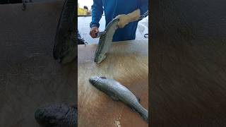 How to fillet a fish trout easily  A Beginners Guide [upl. by Varin]