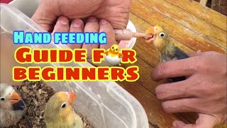 Basic hand feeding guide for beginners  Albs2  Sakto formula [upl. by Raymonds]