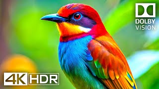 4K Video ULTRA HD 120 FPS  Best of 4K HDR Dolby Vision [upl. by Erdnad8]