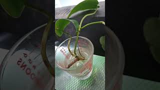 philodendron propagating ready to plant vivariums paludarium reptiles aquariumplant terrarium [upl. by Popper434]