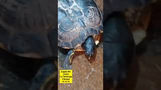 Zuppa del Corso la tartaruga dacqua 🐢🐢 a passeggio 🐢🐢 [upl. by Lacim]