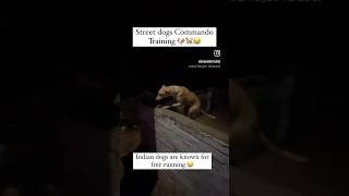 Street dogs training Free jumping Indian street dogs 🐶🐕😂 [upl. by Schnabel953]