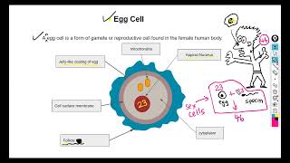 CSEC Biology Basics Part 3 [upl. by Akimet]