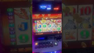 Mr Cashman African Dusk🦏🦓🦒Bonus Video slotmachinebonuswinyoutube [upl. by Eilrahc]