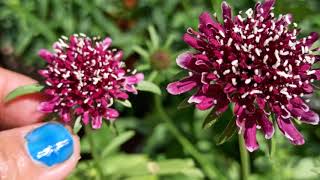 327  How to grow amp care Scabiosa plantScabiosa atropurpurea Pincushion flower Mourning bride [upl. by Temple]