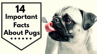 14 Important Facts about Pugs Every New Mom Should to Know [upl. by Tomas]