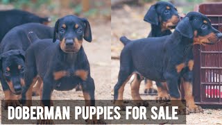 Doberman Puppies For Sale  doberman dogs  More Details On My Descriptiondobermandogstarzkennel [upl. by Luhe288]