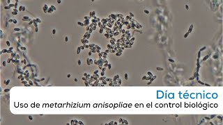 Uso de Metarhizium en el control biológico [upl. by Ahsilak495]