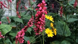 Shade loving plant  Firetail Persicaria amplexicaulis [upl. by Jehiel37]