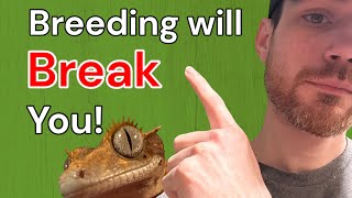 Breeding Crested Geckos will BREAK you [upl. by Mosby]