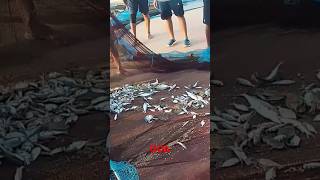 FISHCANDOLIM BEACHGOAshort video2024 [upl. by Ahtabat]