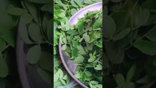 प्रेगनेंसी में सहजन की पत्तियों का सेवन करने के फायदे  Drumstick Leaves Benefits  Baby Care Tips [upl. by Millur]