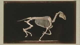 1881 Eadward Muybridge  quotThe Attitudes of Animals in Motion 194203 Skeleton of Horsequot [upl. by Marsland]