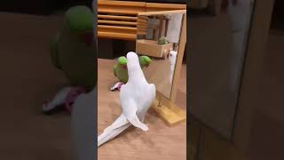 Tropical Birds with Names and Sounds in 4Kshort [upl. by Stormy656]