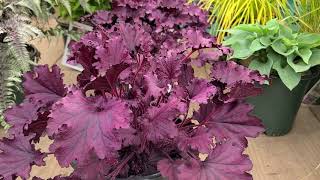 Heuchera Forever® Purple Coral Bells  One of the BEST deep dark purple ruffled Coral Bells [upl. by Erny454]