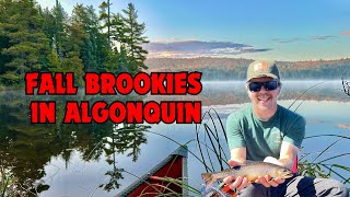 The Reality of Brook Trout Fishing  Fall Algonquin Brook Trout Trip [upl. by Lainey]