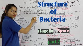 Structure of Bacteria Part2  Flagella  Spore  Bacteriology  By Manisha Maam [upl. by Ocirled]