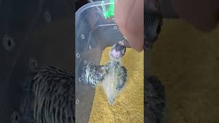 Feeding Solid Food to My Cockatiel Hand Feeding Guide Babyls First Solid Meal Hand Feeding Success [upl. by Kcirdahs]