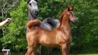 Jood Al Ulia one of the best Arabian fillies on earth [upl. by Aicilak]