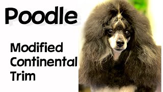 Poodle Grooming The Modified Continental Trim [upl. by Peggi]